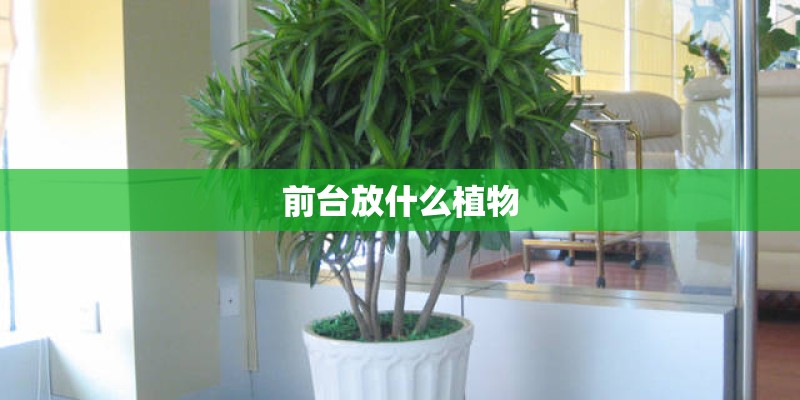 前台放什么植物 前台放什么植物