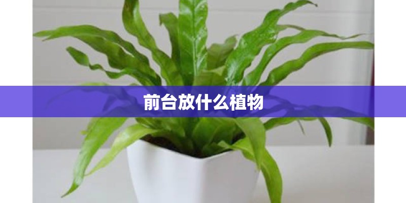 前台放什么植物 前台放什么植物