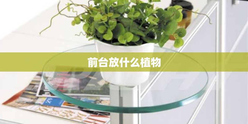 前台放什么植物 前台放什么植物