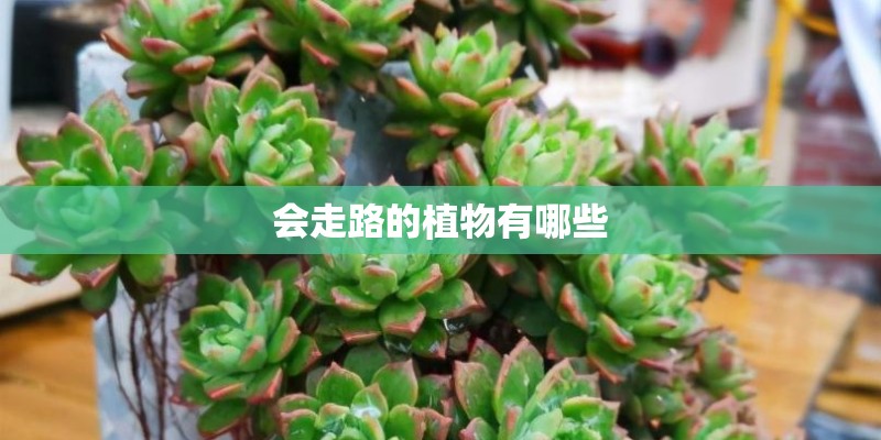 会走路的植物有哪些