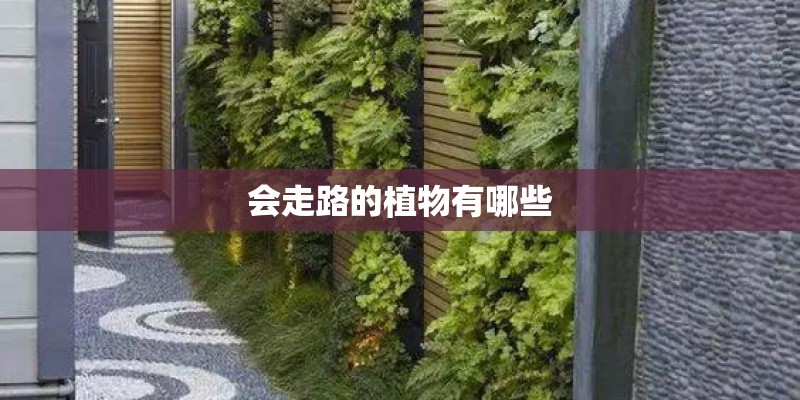 会走路的植物有哪些
