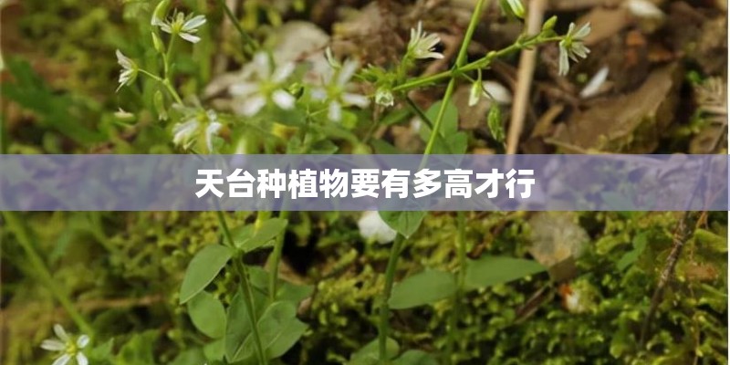 天台种植物要有多高才行