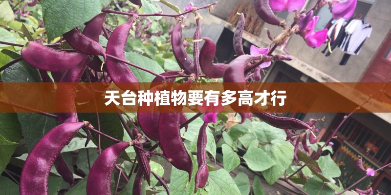 天台种植物要有多高才行