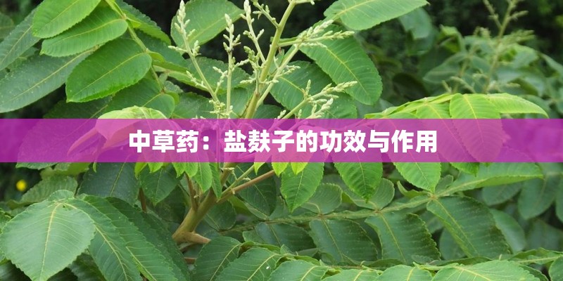 中草药：盐麸子的功效与作用