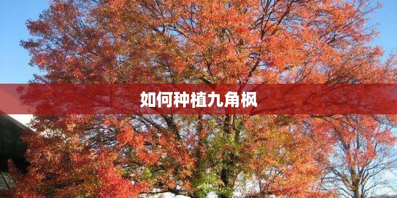 如何种植九角枫 如何种植九角枫