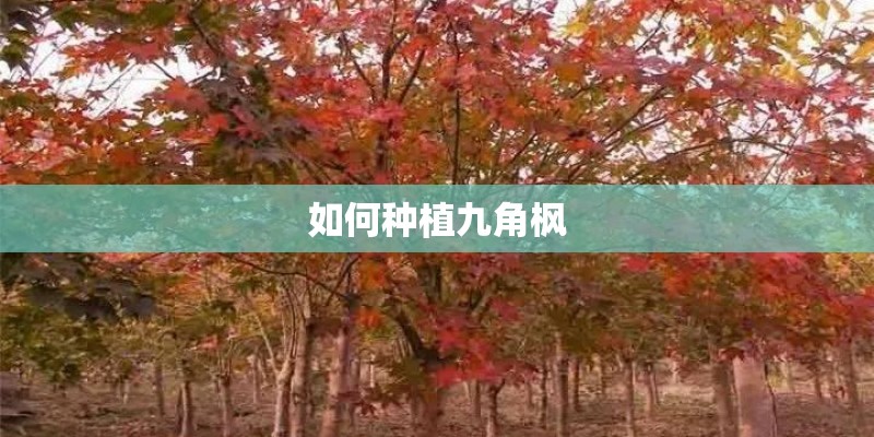 如何种植九角枫 如何种植九角枫
