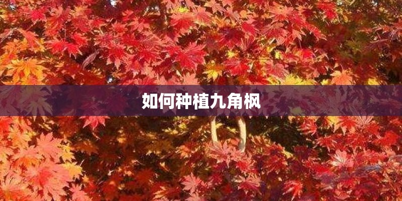 种植芦笋的技术_1 种植芦笋的技术_1