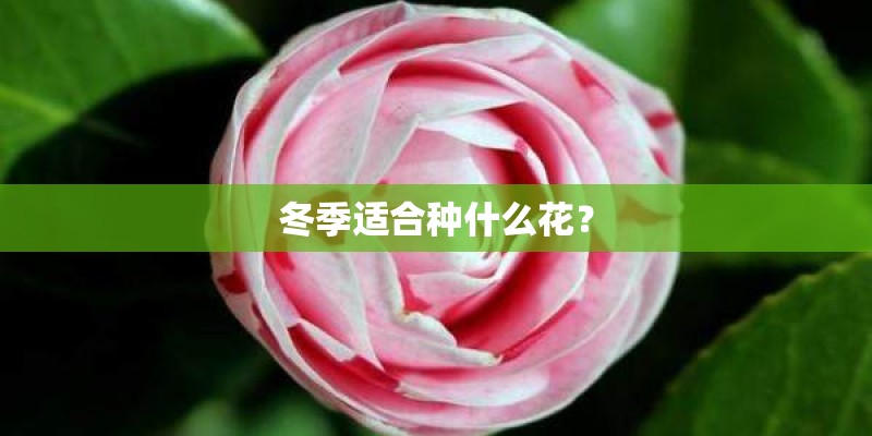 冬季适合种什么花？