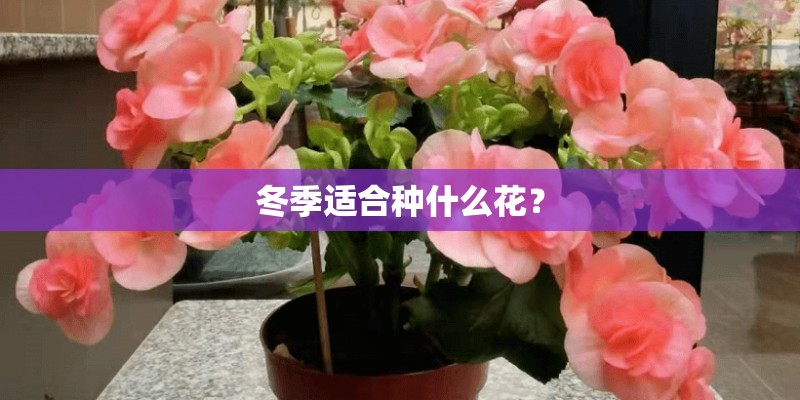 冬季适合种什么花？