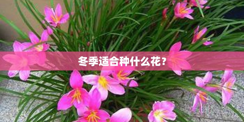 冬季适合种什么花？