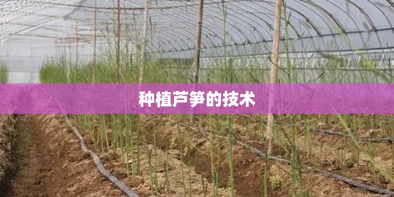 种植芦笋的技术