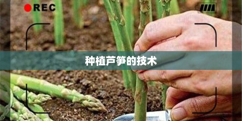 种植芦笋的技术