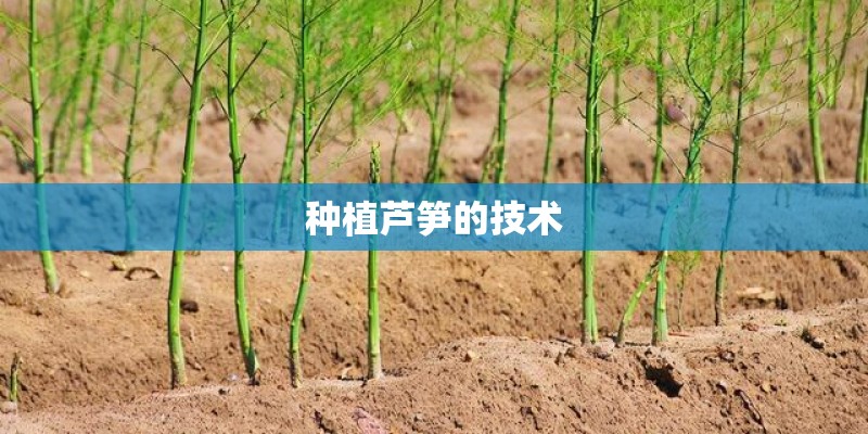 种植芦笋的技术