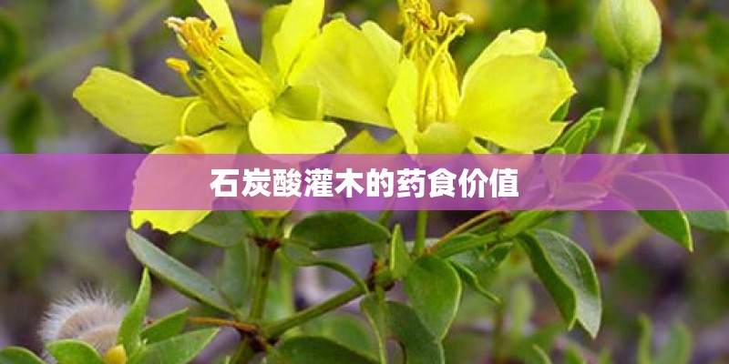 石炭酸灌木的药食价值