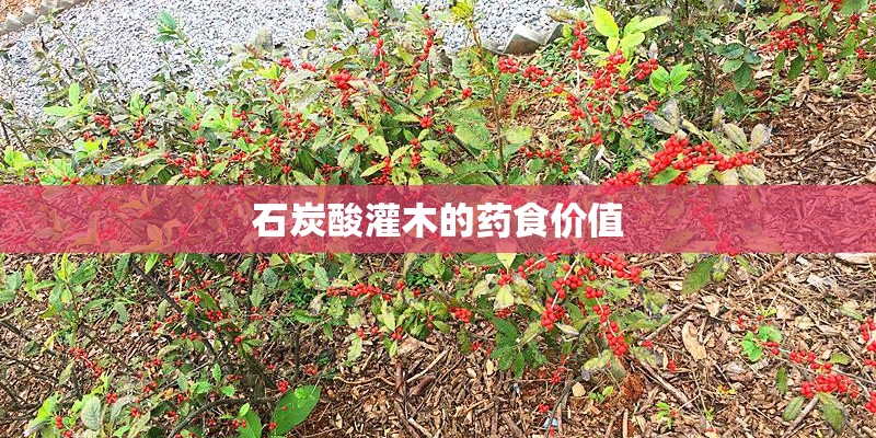 石炭酸灌木的药食价值
