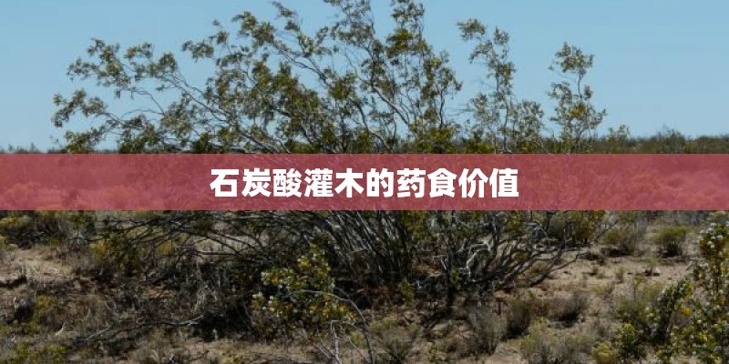 石炭酸灌木的药食价值