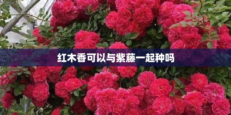 红木香可以与紫藤一起种吗