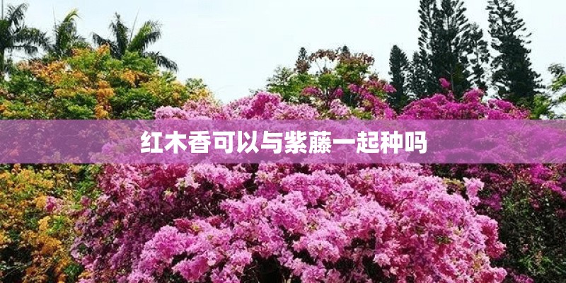 红木香可以与紫藤一起种吗