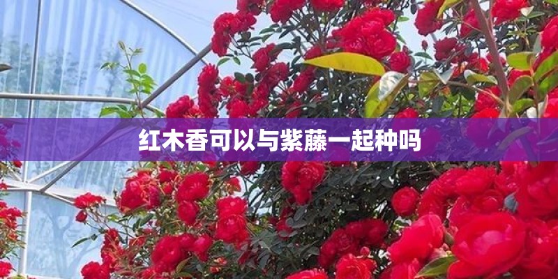 红木香可以与紫藤一起种吗