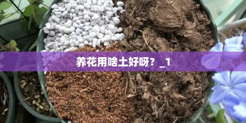 养花用啥土好呀？_1