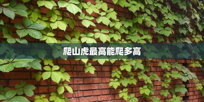 爬山虎最高能爬多高