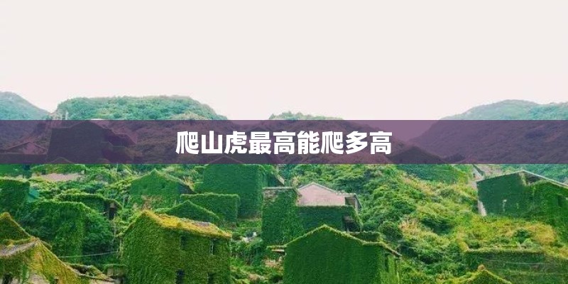 爬山虎最高能爬多高