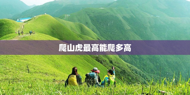 爬山虎最高能爬多高