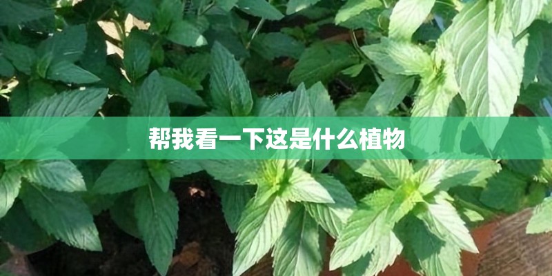 帮我看一下这是什么植物
