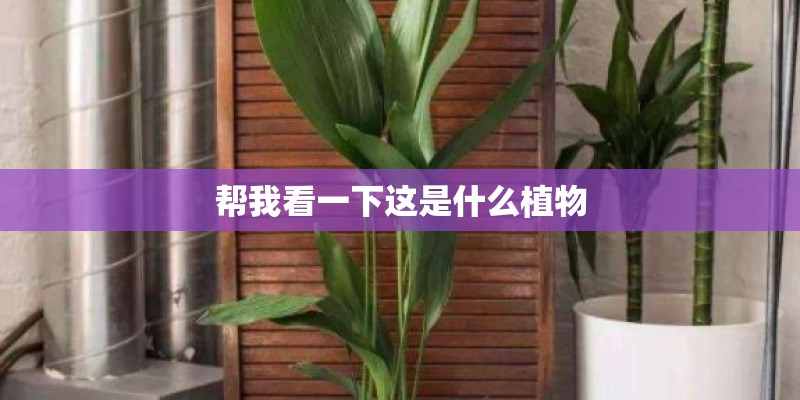帮我看一下这是什么植物