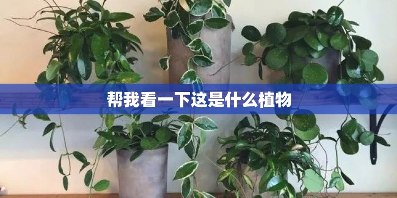 帮我看一下这是什么植物