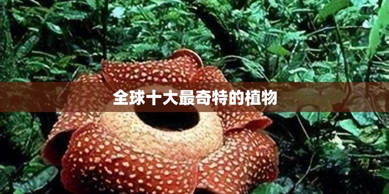 全球十大最奇特的植物
