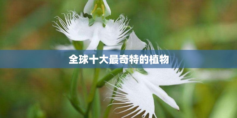 全球十大最奇特的植物