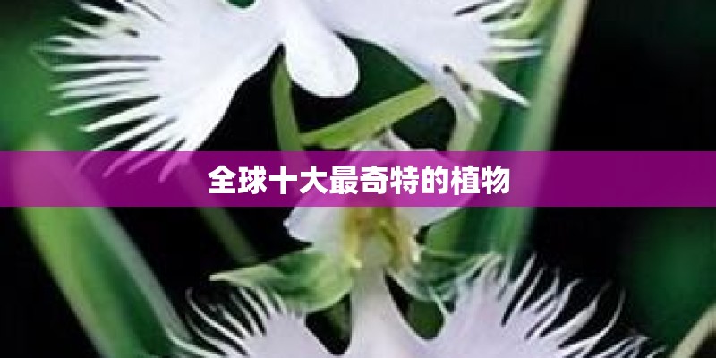 全球十大最奇特的植物