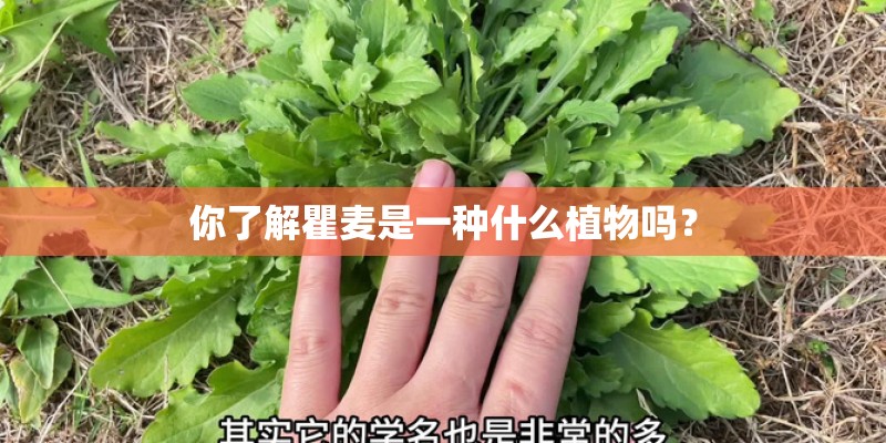 你了解瞿麦是一种什么植物吗？