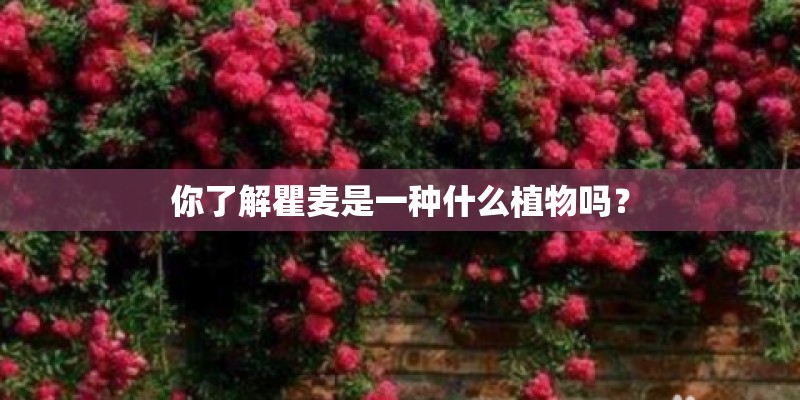 你了解瞿麦是一种什么植物吗？