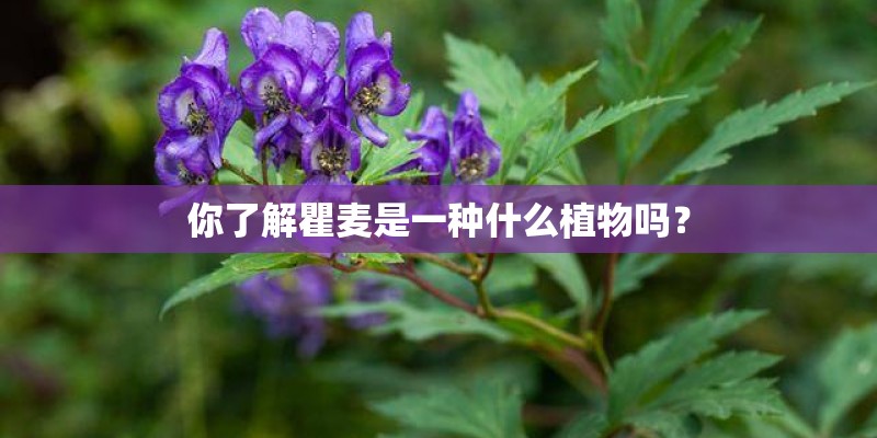 你了解瞿麦是一种什么植物吗？