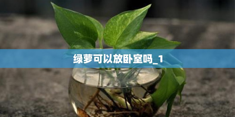 绿萝可以放卧室吗_1 绿萝可以放卧室吗_1
