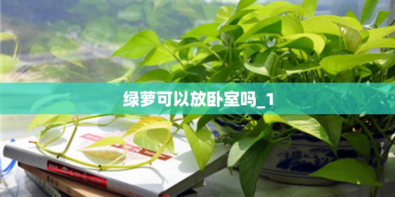 绿萝可以放卧室吗_1 绿萝可以放卧室吗_1
