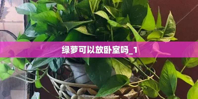 绿萝可以放卧室吗_1 绿萝可以放卧室吗_1