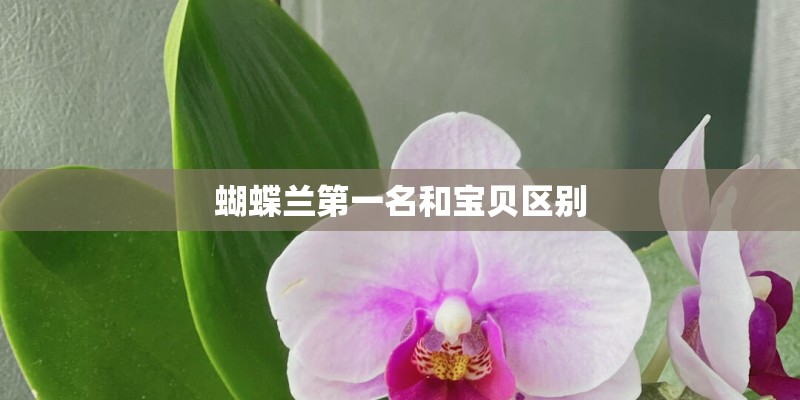 蝴蝶兰第一名和宝贝区别