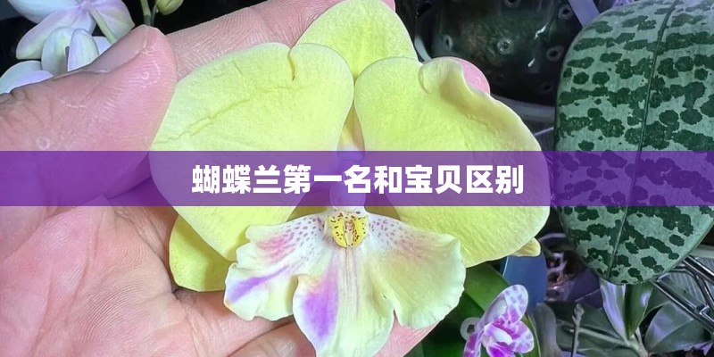 蝴蝶兰第一名和宝贝区别