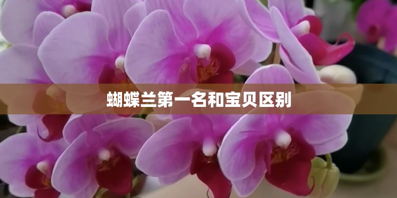 蝴蝶兰第一名和宝贝区别