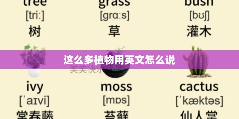 这么多植物用英文怎么说