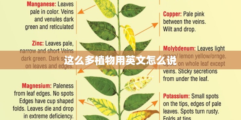 这么多植物用英文怎么说