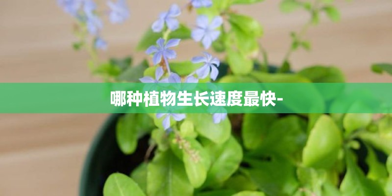 哪种植物生长速度最快-