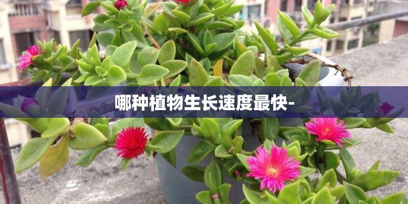 哪种植物生长速度最快-