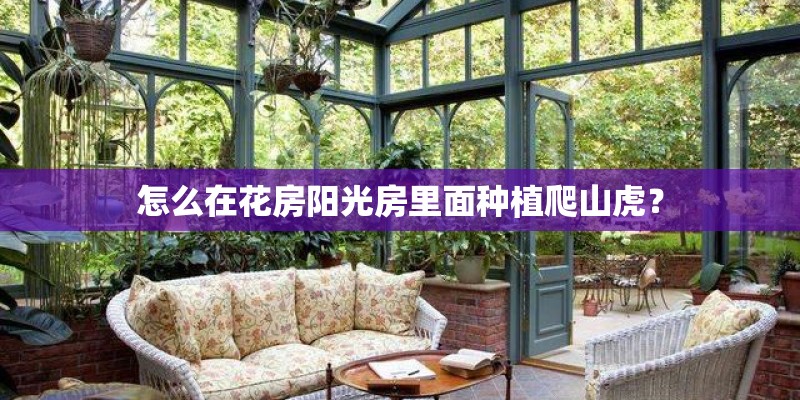 怎么在花房阳光房里面种植爬山虎? 怎么在花房阳光房里面种植爬山虎?
