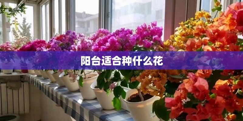 阳台适合种什么花