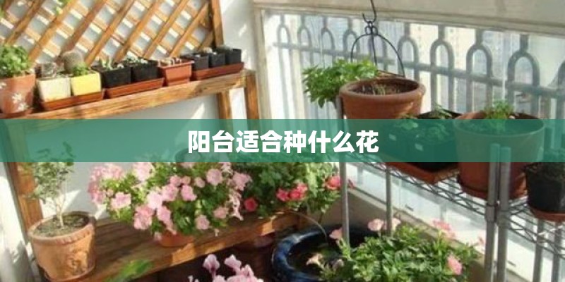 阳台适合种什么花