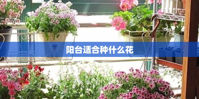 阳台适合种什么花